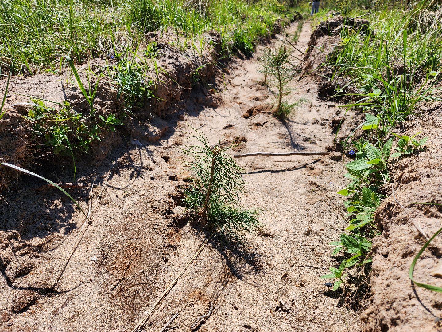 серпухов, подмосковье, сажают лес, лес будущего,