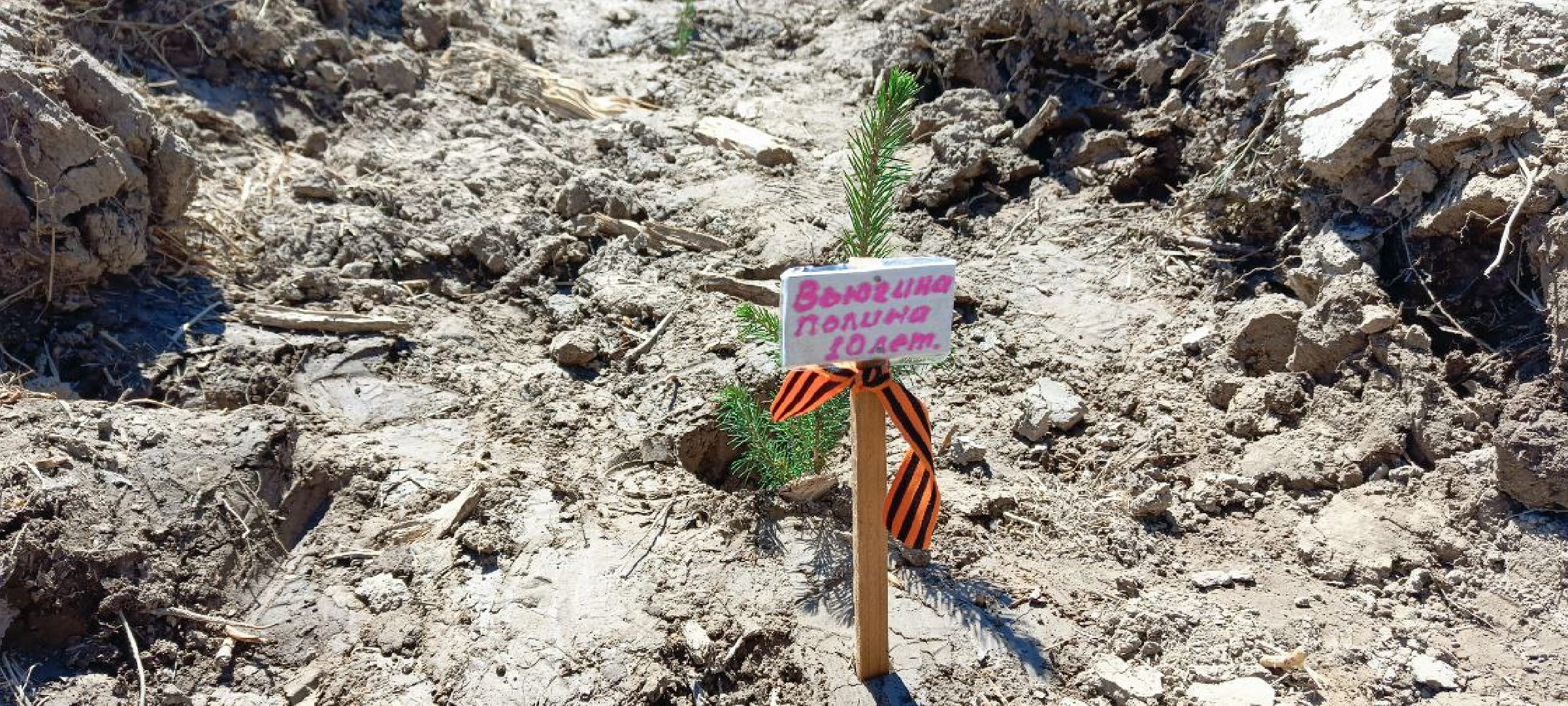 Дмитров, Лес будущего,