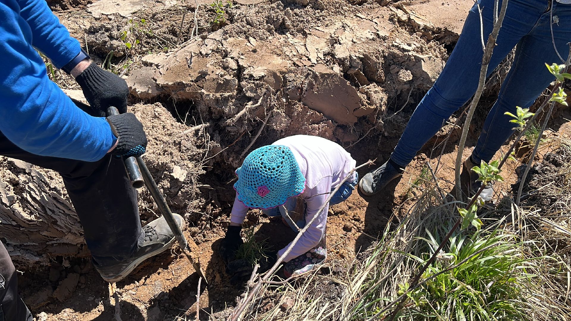 лес будущего, саженцы, сеянцы, сосны, посадка деревьев, посадка леса,