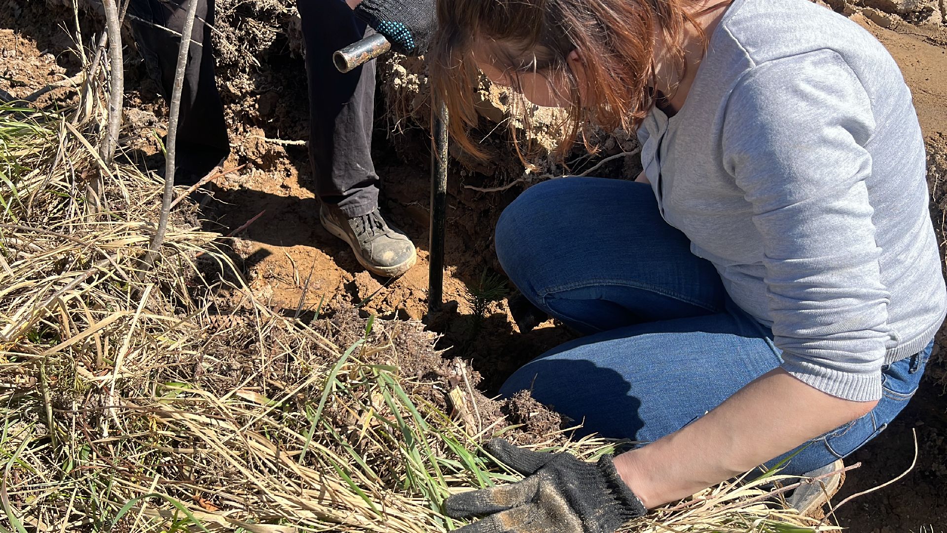 лес будущего, саженцы, сеянцы, сосны, посадка деревьев, посадка леса,