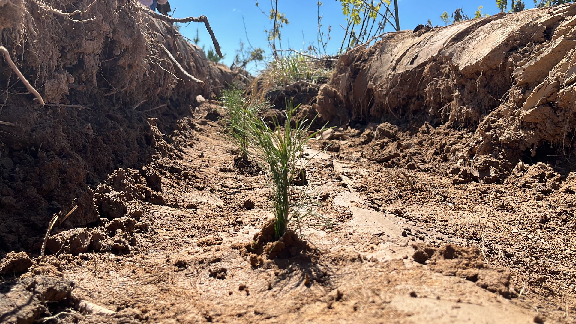лес будущего, саженцы, сеянцы, сосны, посадка деревьев, посадка леса,