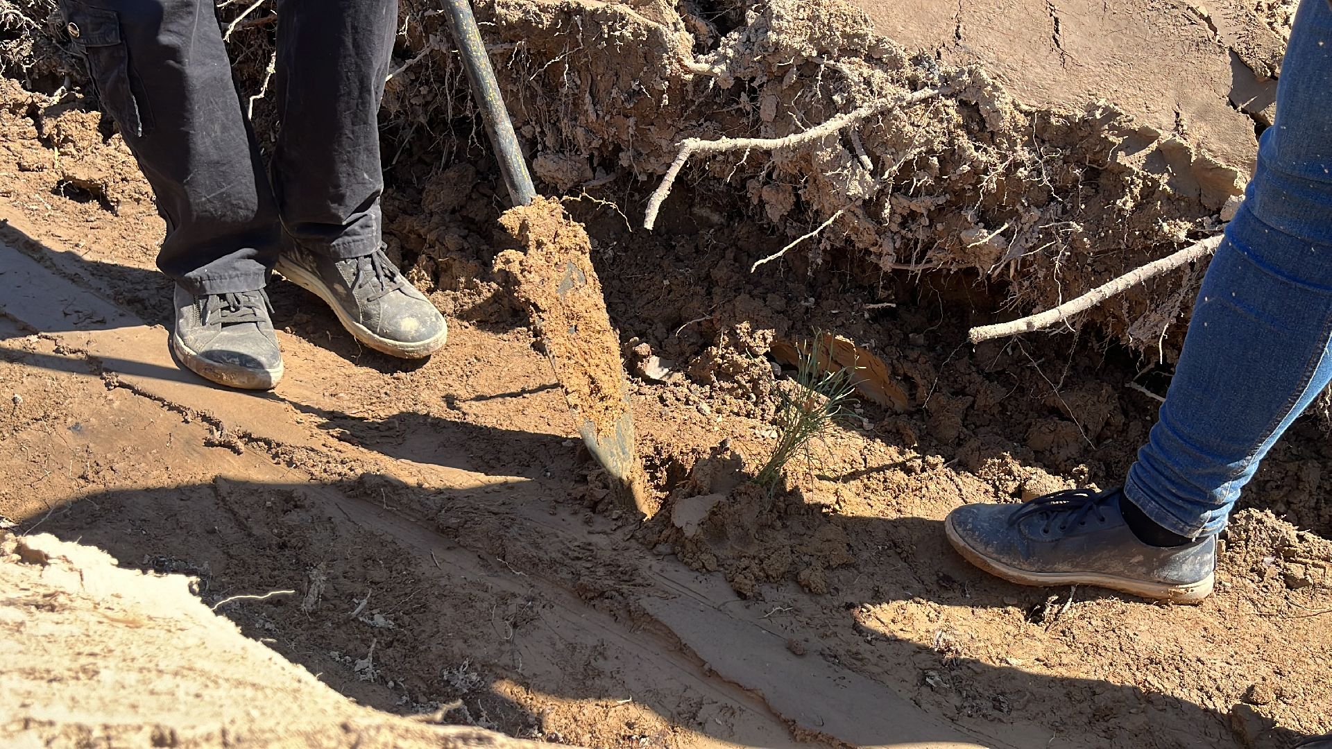 лес будущего, саженцы, сеянцы, сосны, посадка деревьев, посадка леса,