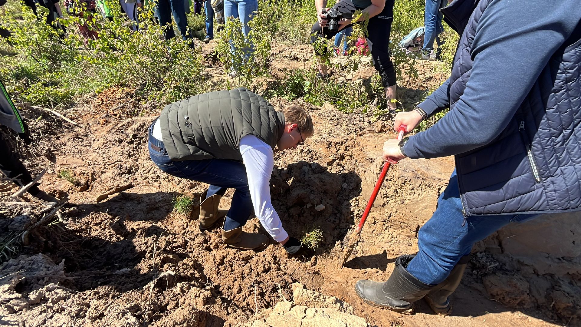 акция, экоакция, экологическая акция, лес будущего, саженцы, сосна, сосны,