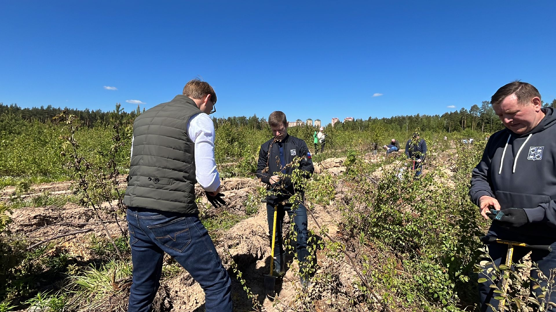 акция, экоакция, экологическая акция, лес будущего, саженцы, сосна, сосны,