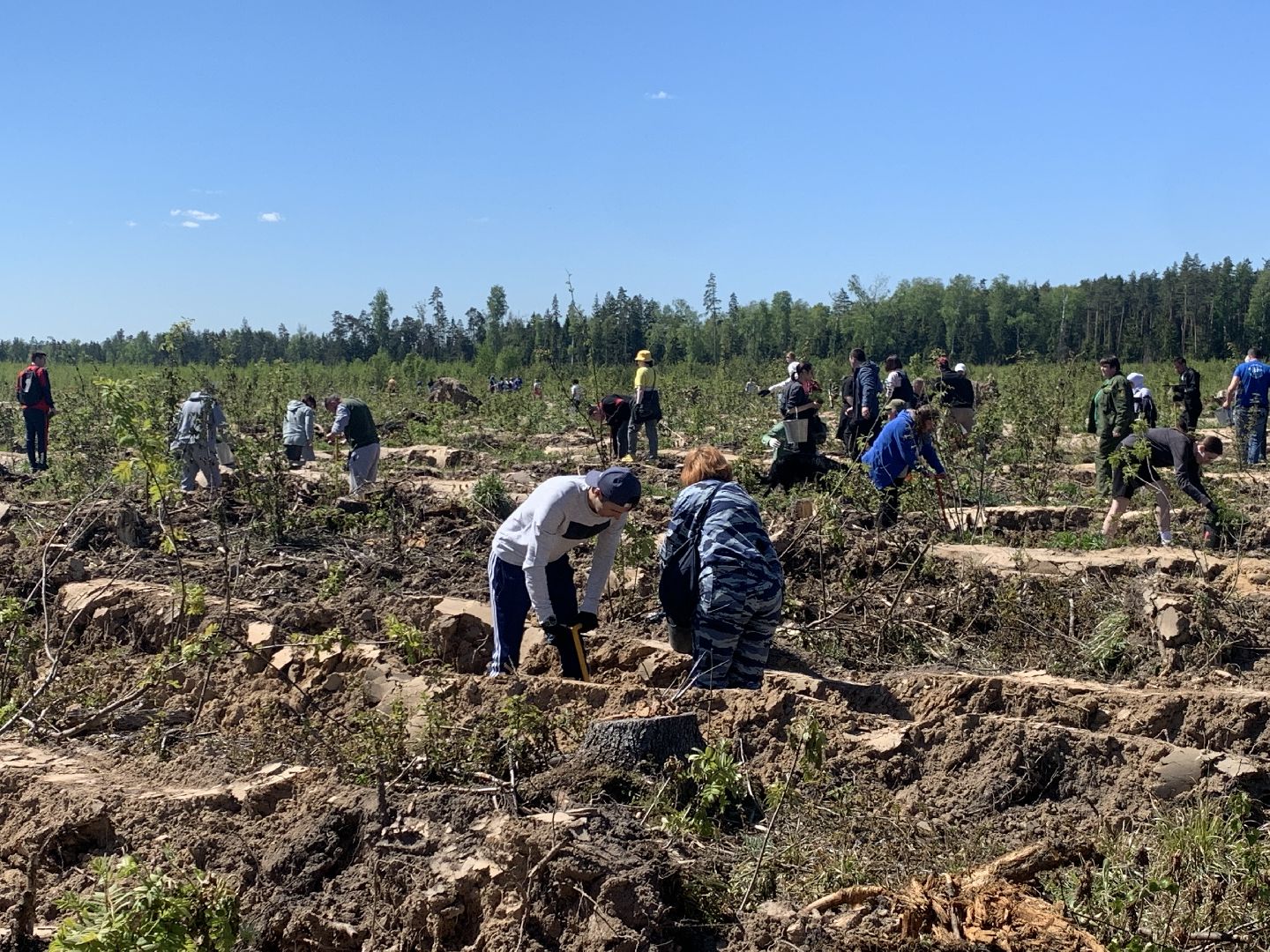 акция, экоакция, экологическая акция, лес будущего, саженцы, сосна, сосны,