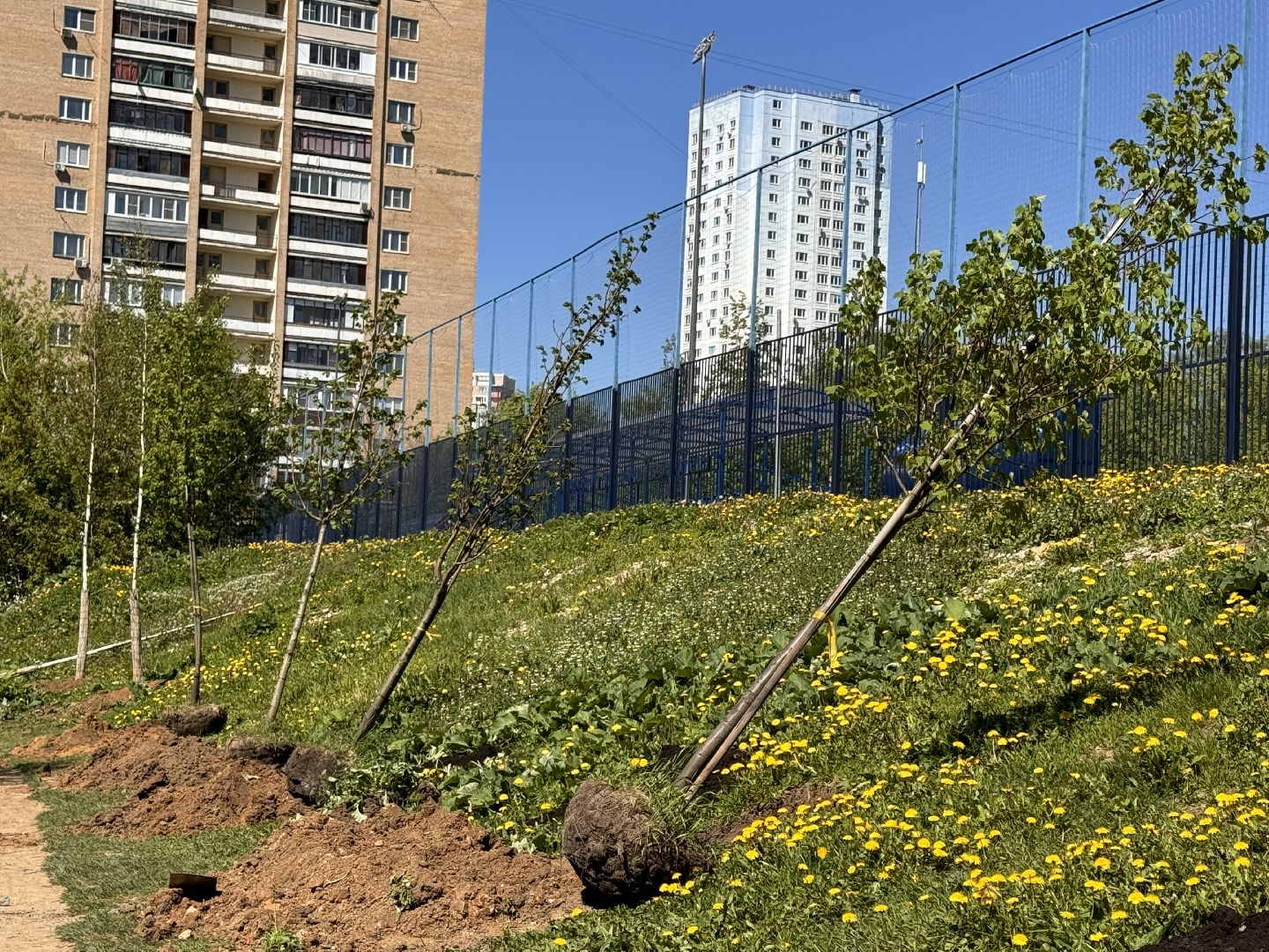 Одинцово, Аллея лип, день победы,