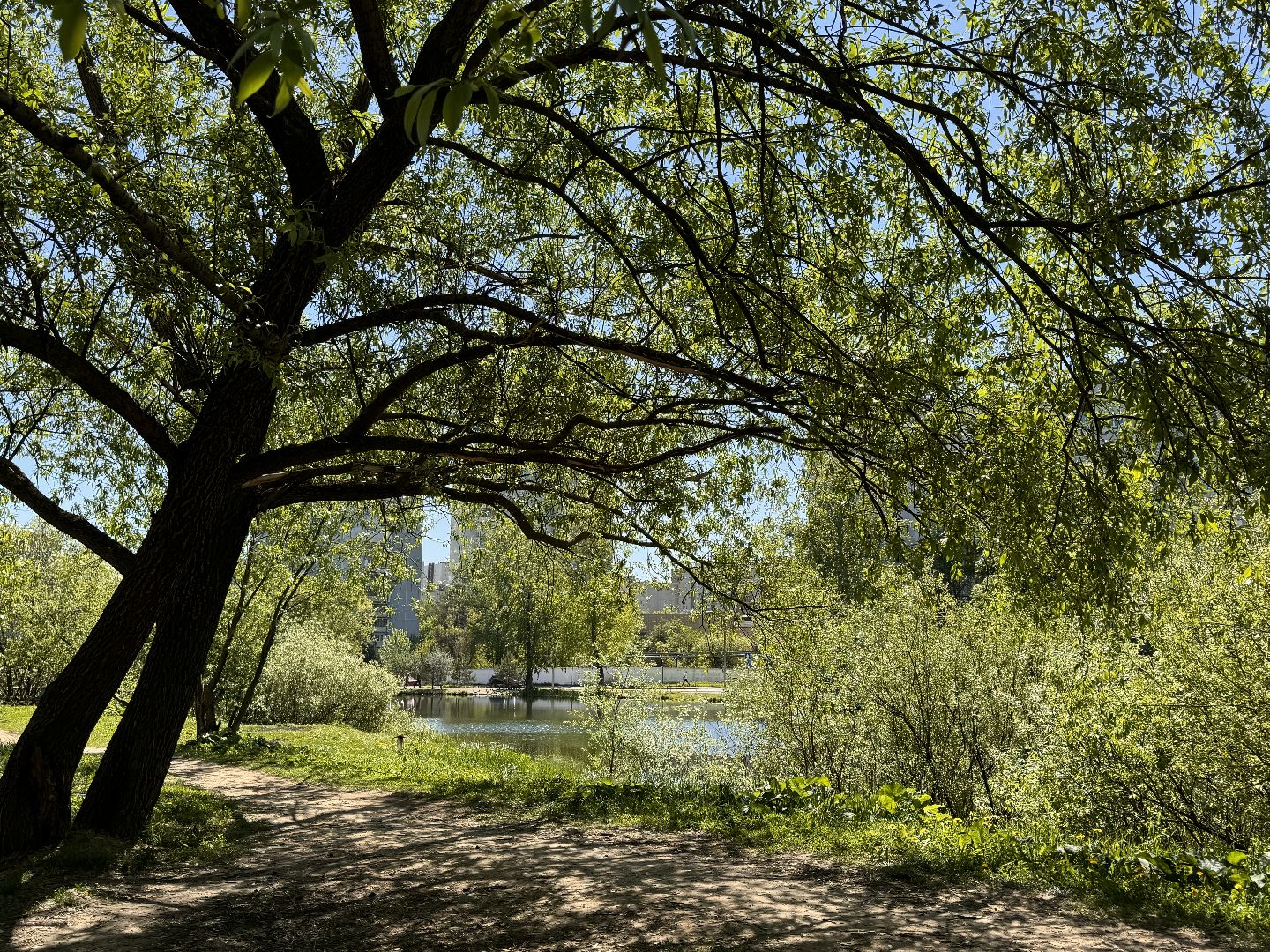 Одинцово, Аллея лип, день победы,