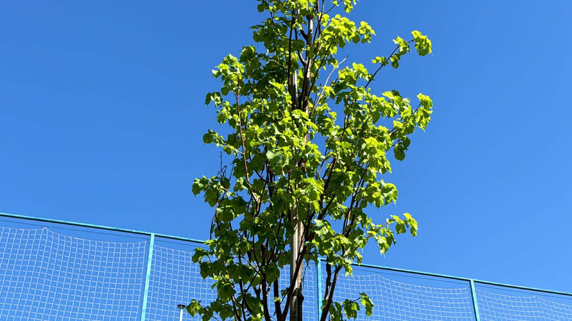 Одинцово, Аллея лип, день победы,