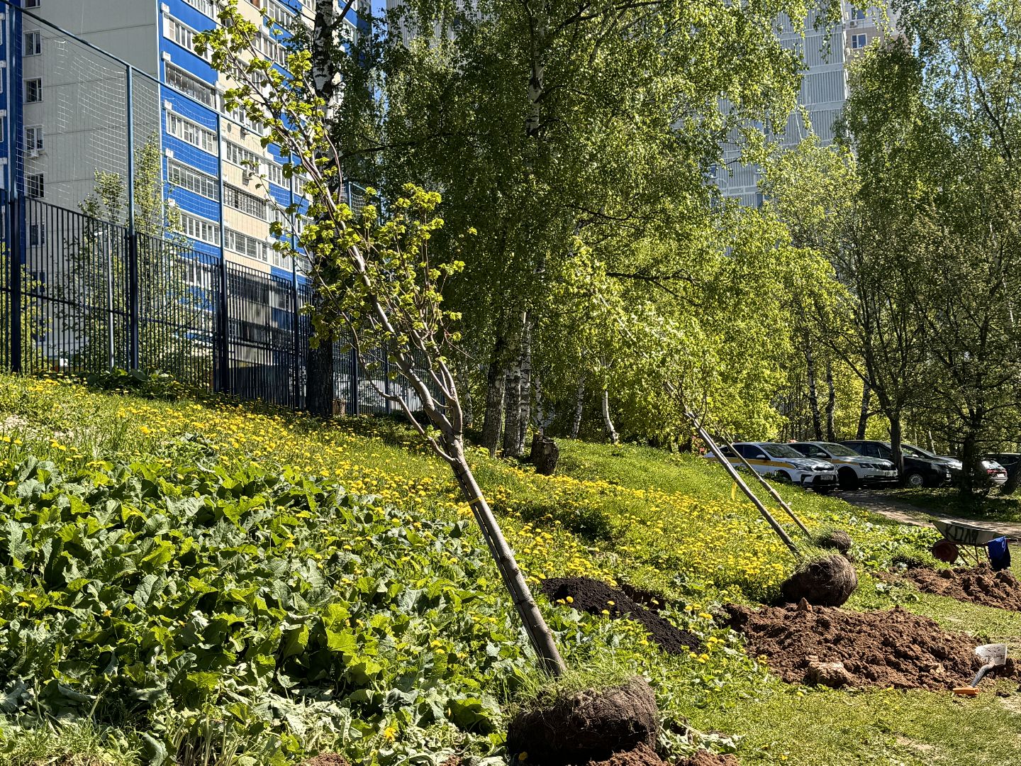 Одинцово, Аллея лип, день победы,