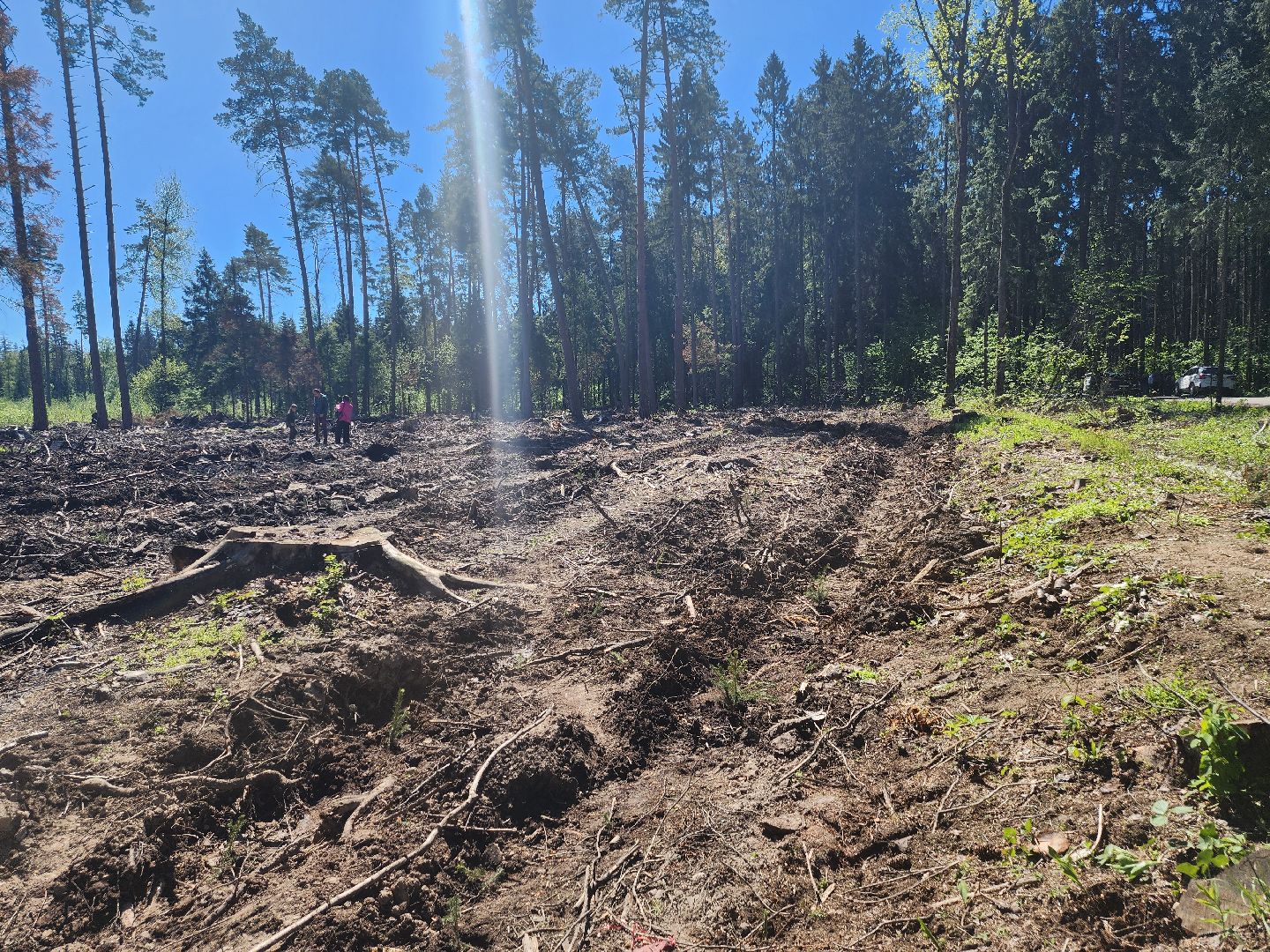 высадка деревьев, экологическая акция,