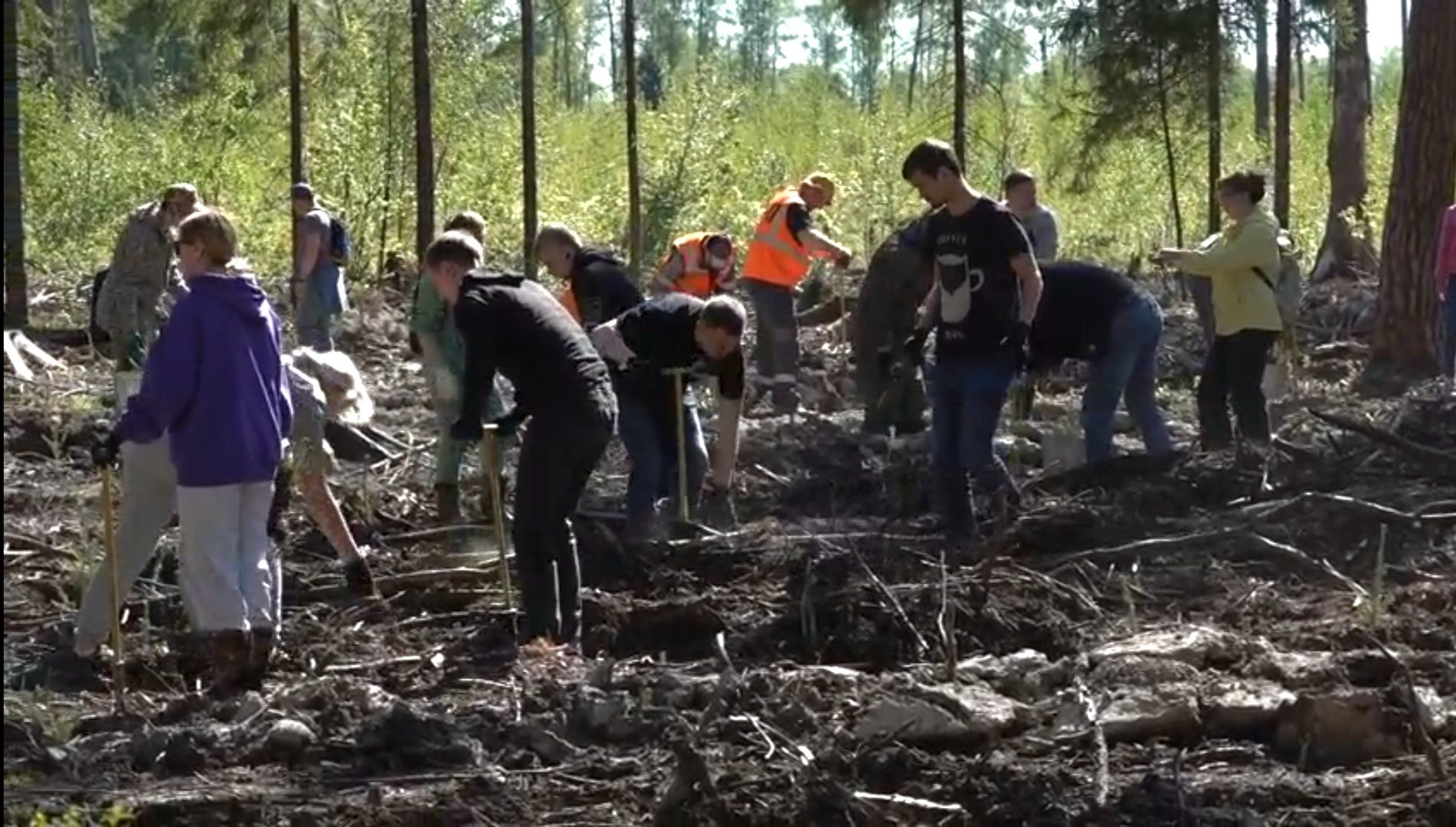 высадка деревьев, экологическая акция,
