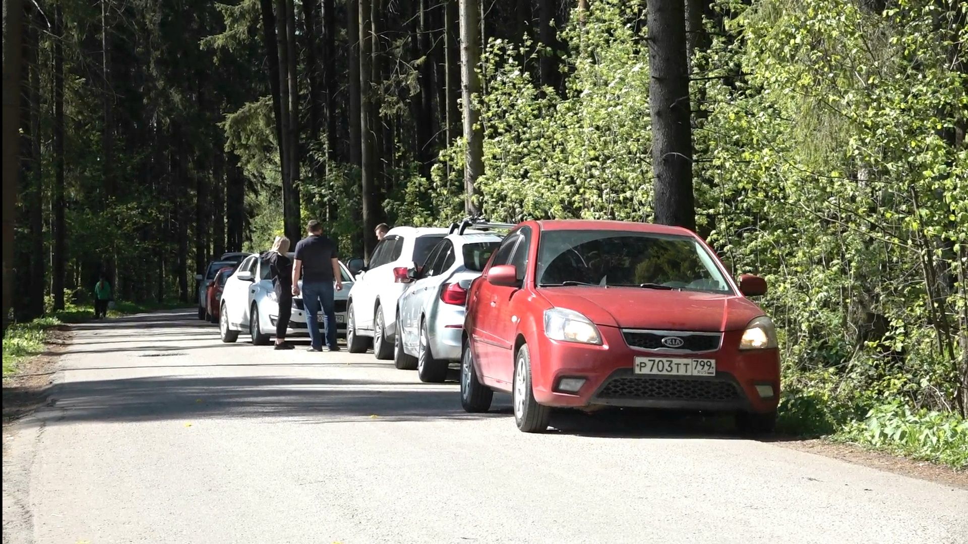 высадка деревьев, экологическая акция,