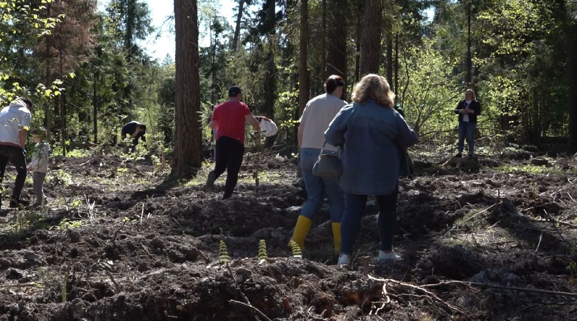 высадка деревьев, экологическая акция,