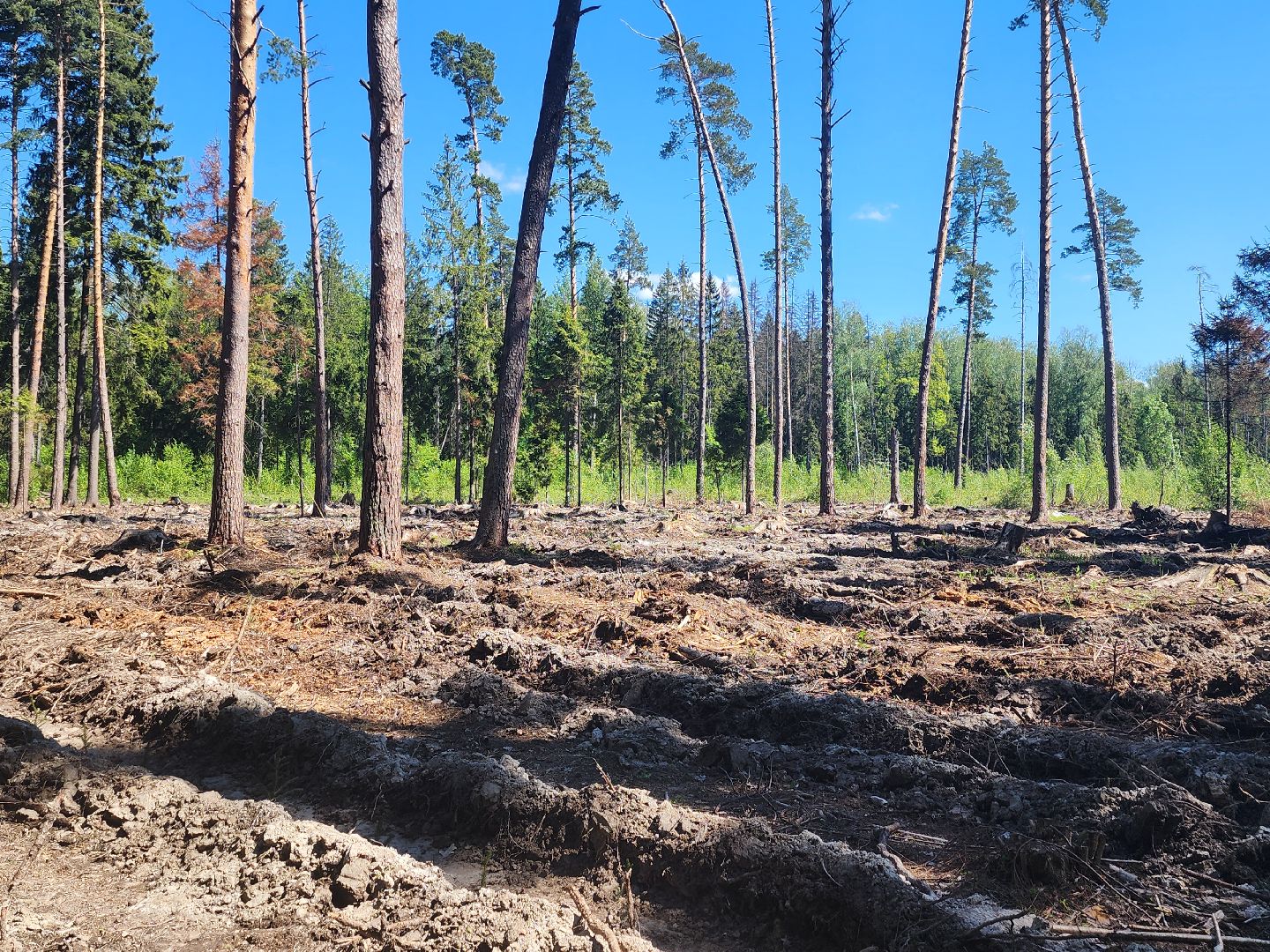 экологическая акция, высадка деревьев,