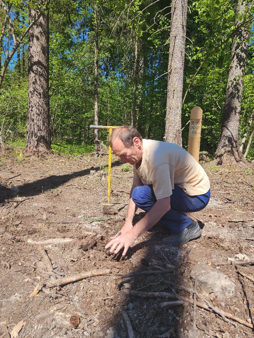 экологическая акция, высадка деревьев,
