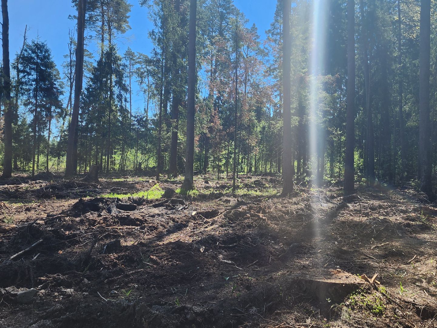 экологическая акция, высадка деревьев,