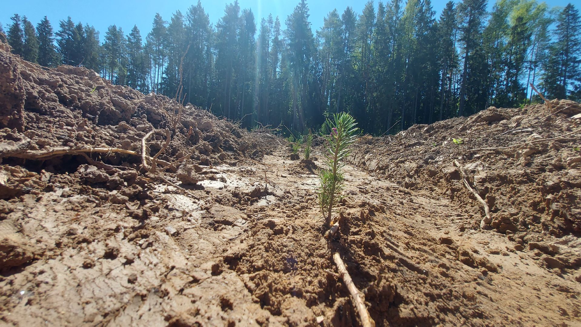 лес будущего, акции, экологическая акция,