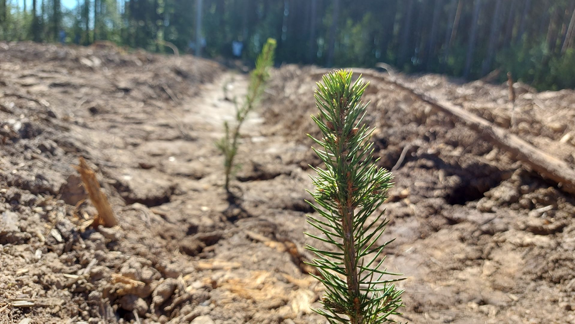 лес будущего, акции, экологическая акция,