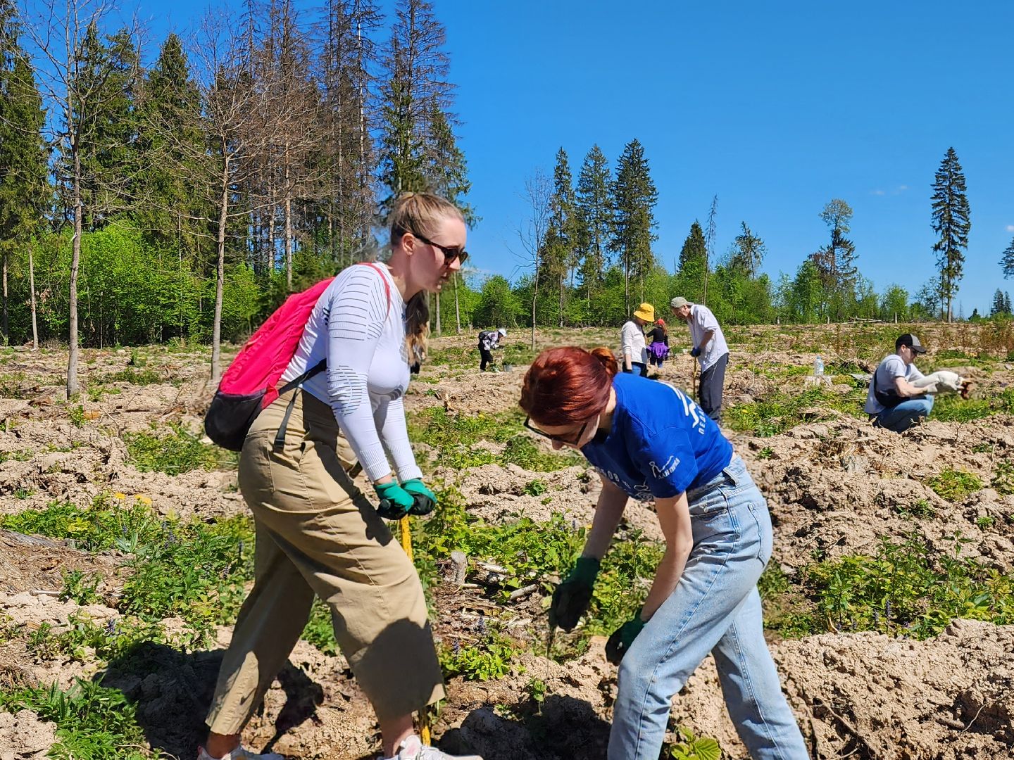 Звенигород, Акции, Посади лес,