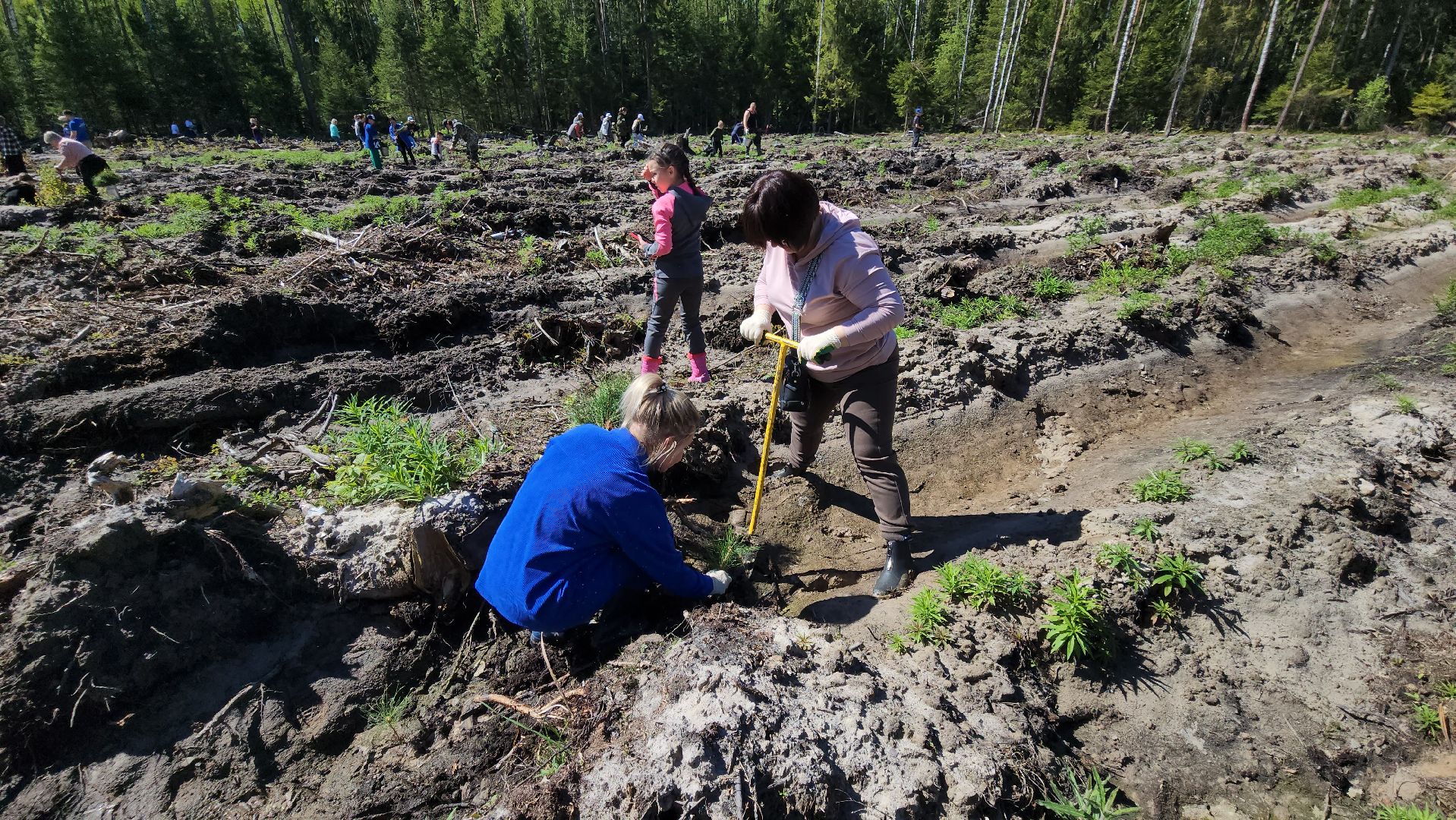 шатура, Мособллес, сад памяти, международная акция Лес Будущего, высадка деревьев, россия 1, вести москва, вести подмосковье,