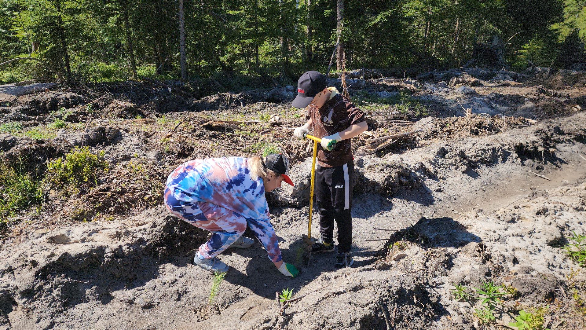 шатура, Мособллес, сад памяти, международная акция Лес Будущего, высадка деревьев, россия 1, вести москва, вести подмосковье,