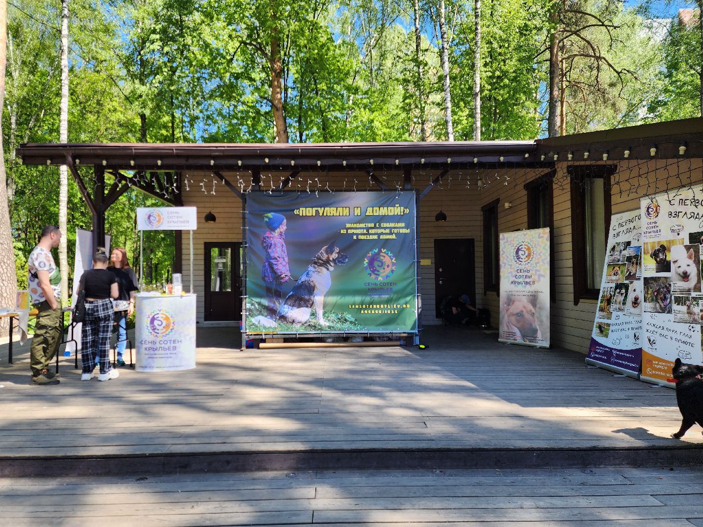 ногинск, фестиваль домашних животных, питомцы, фонд, благотворительность, кошки, собаки,