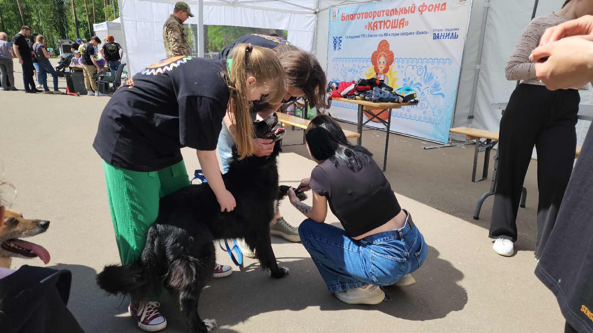 ногинск, фестиваль домашних животных, питомцы, фонд, благотворительность, кошки, собаки,