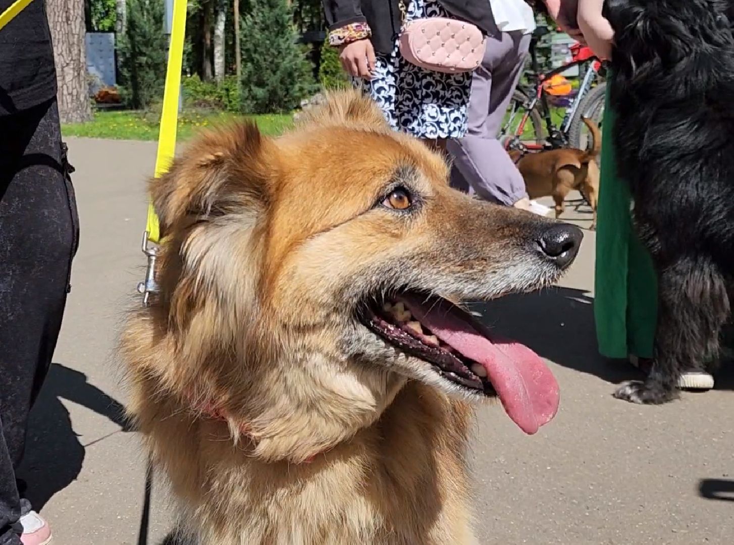 ногинск, фестиваль домашних животных, питомцы, фонд, благотворительность, кошки, собаки,