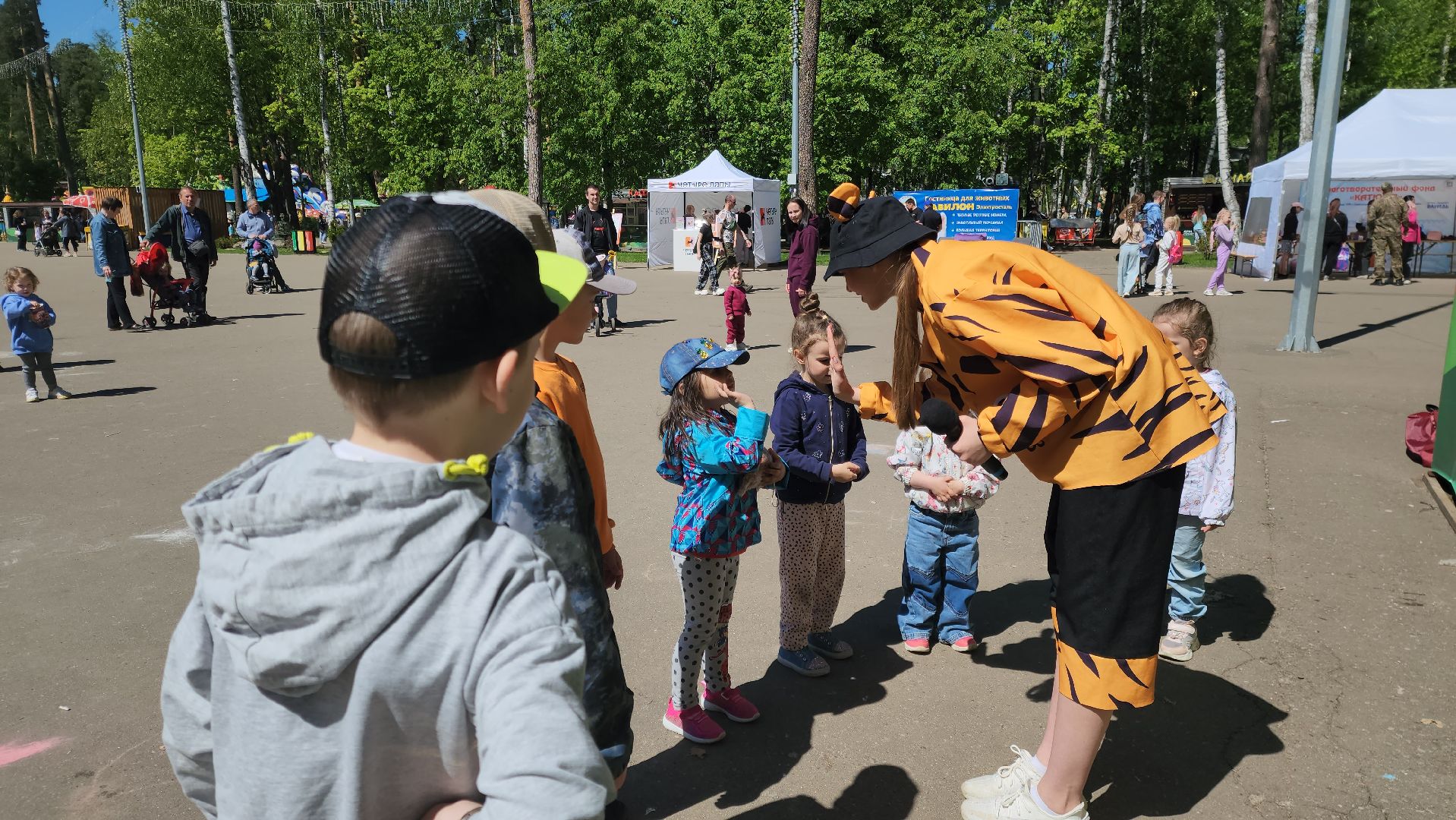 ногинск, фестиваль домашних животных, питомцы, фонд, благотворительность, кошки, собаки,