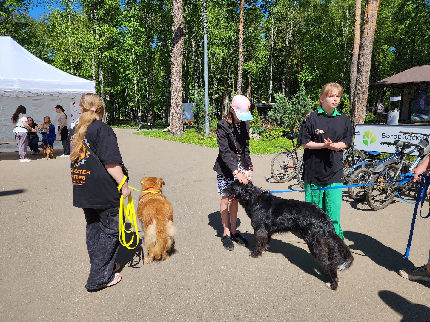 ногинск, фестиваль домашних животных, питомцы, фонд, благотворительность, кошки, собаки,