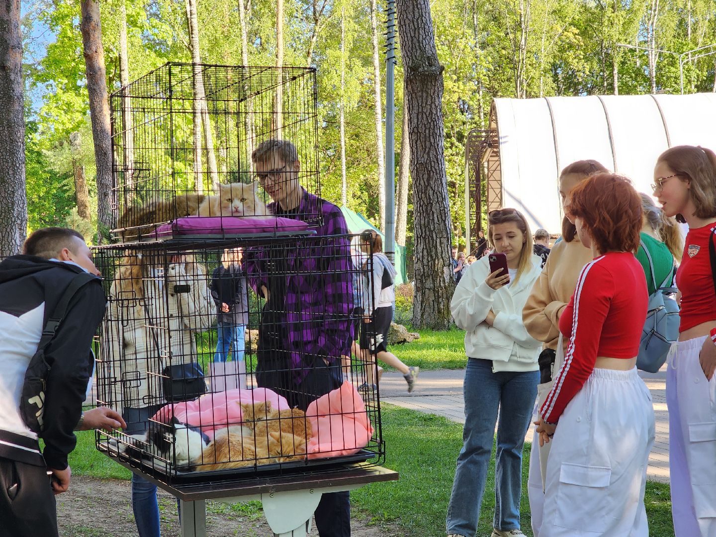 ногинск, фестиваль домашних животных, питомцы, фонд, благотворительность, кошки, собаки,