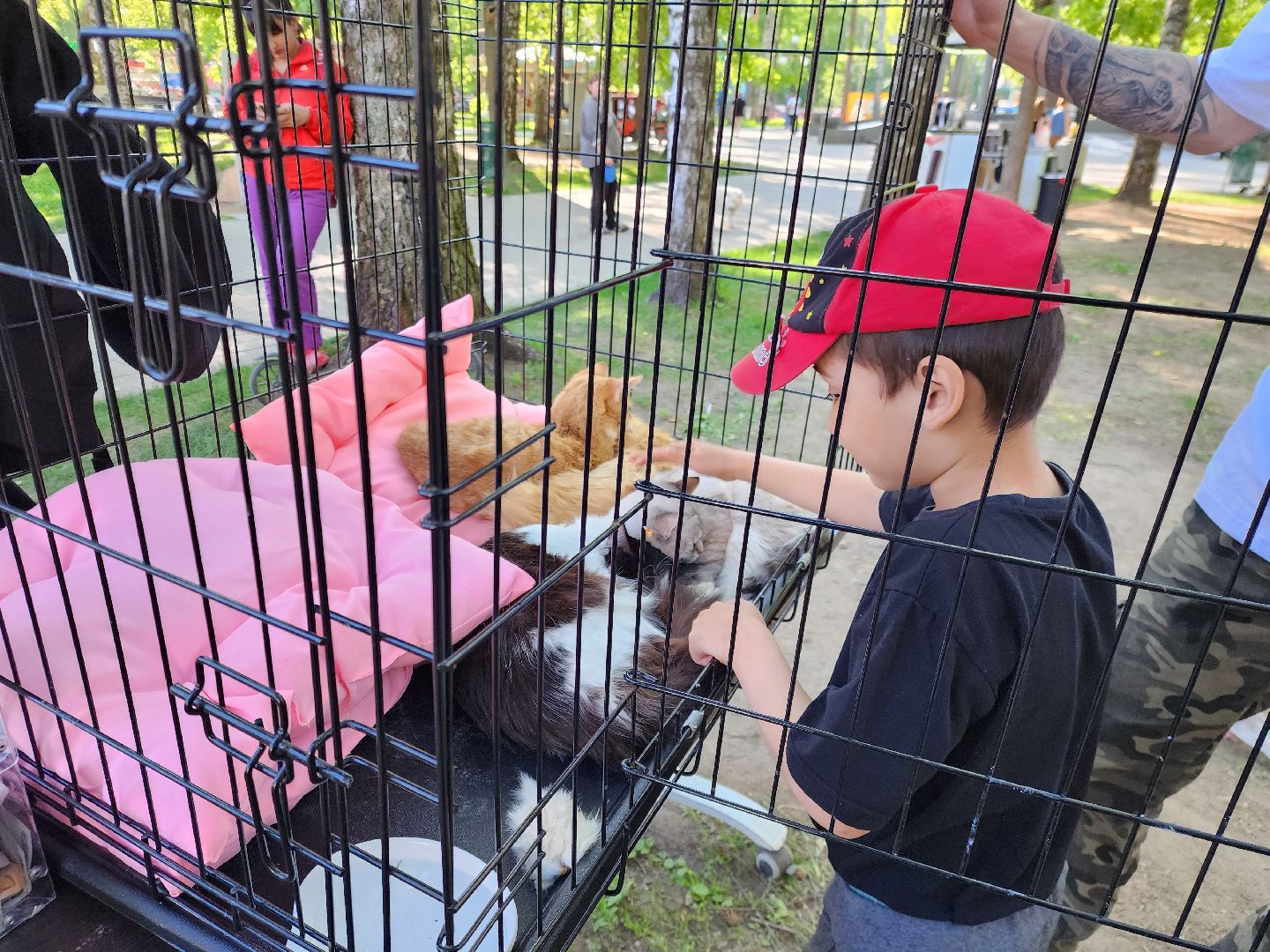 ногинск, фестиваль домашних животных, питомцы, фонд, благотворительность, кошки, собаки,