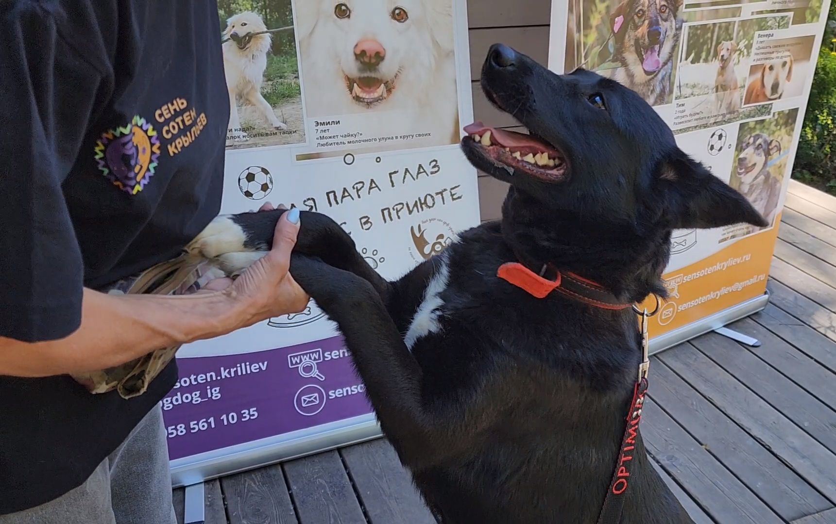 ногинск, фестиваль домашних животных, питомцы, фонд, благотворительность, кошки, собаки,