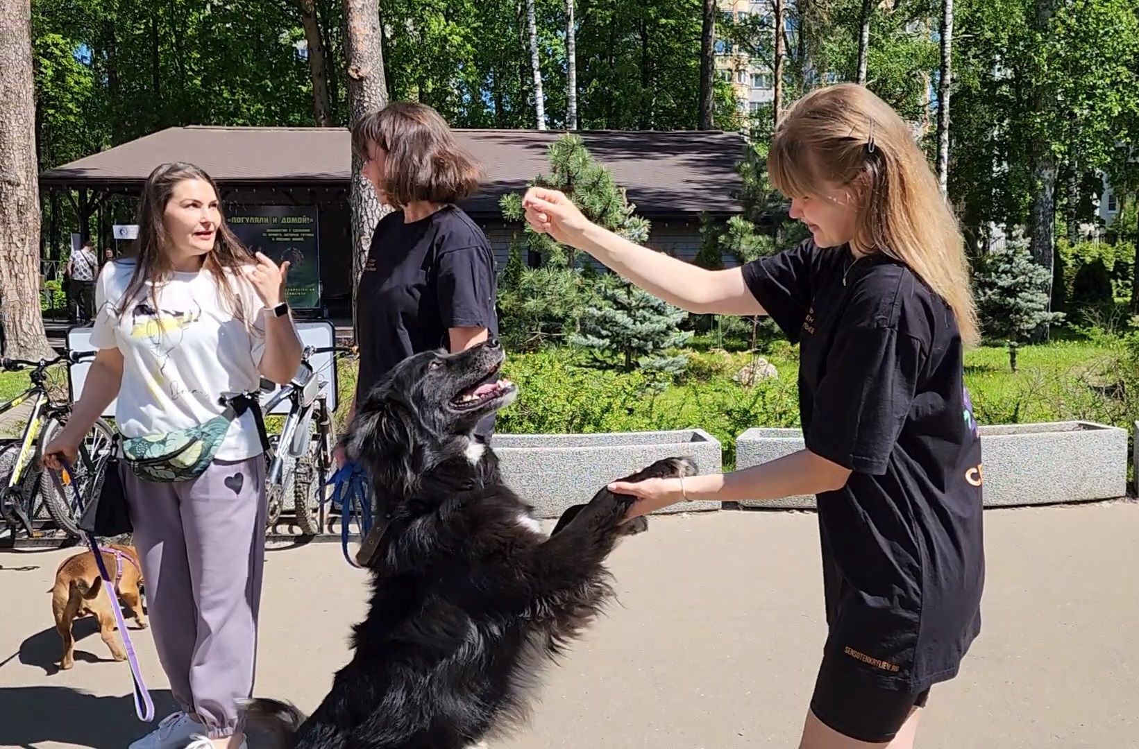 ногинск, фестиваль домашних животных, питомцы, фонд, благотворительность, кошки, собаки,