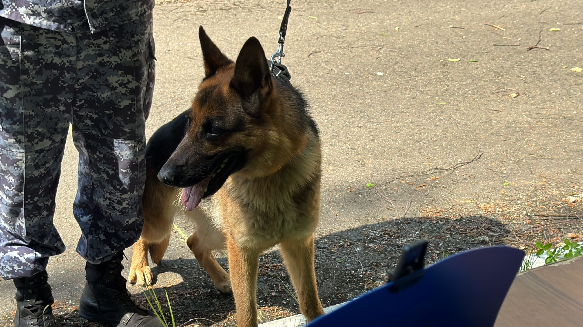 Одинцово, уфсин мо, Кинологи, Чемпионат кинологов,