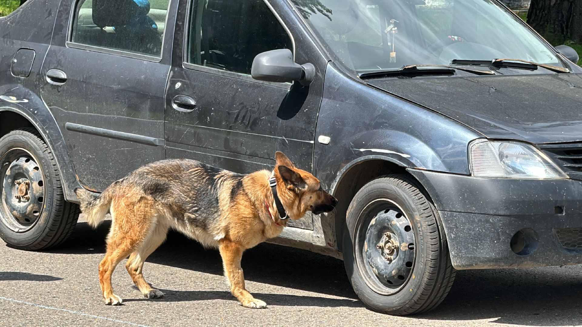 Одинцово, уфсин мо, Кинологи, Чемпионат кинологов,