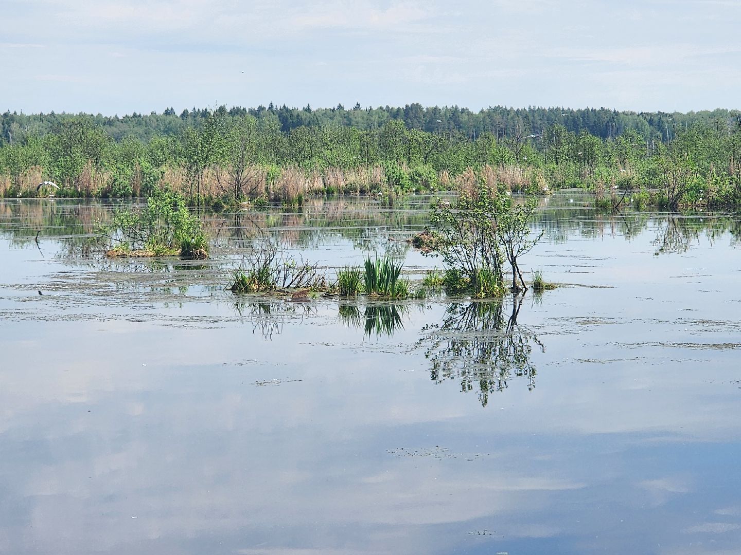 лосиный остров, понтонная тропа,