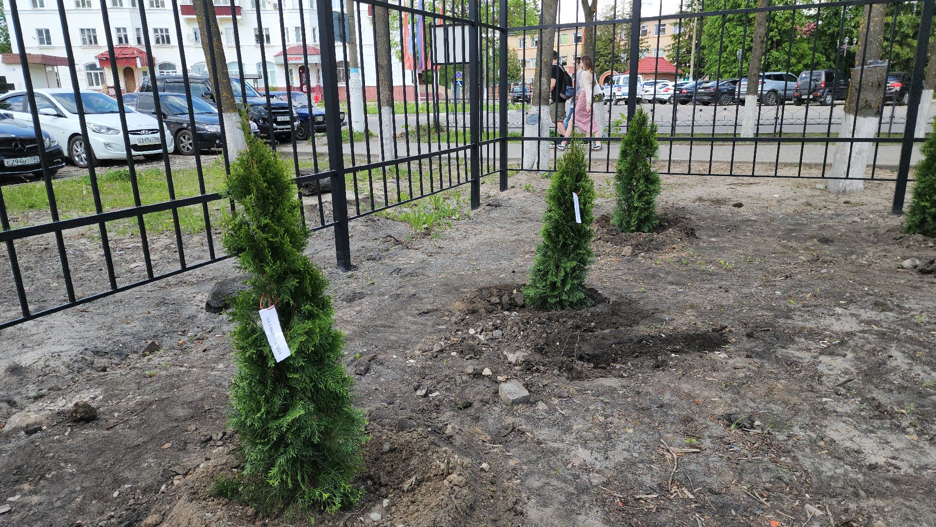 шатура, шэт, высадка туй, выпускные техникума, высадка деревьев,