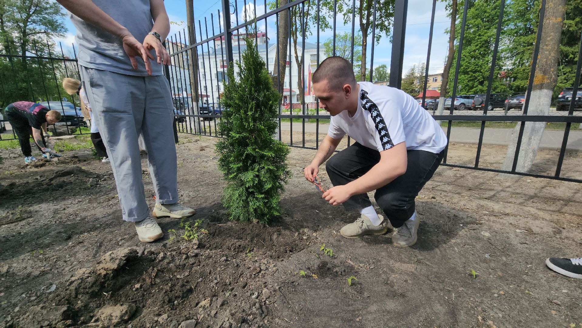 шатура, шэт, высадка туй, выпускные техникума, высадка деревьев,