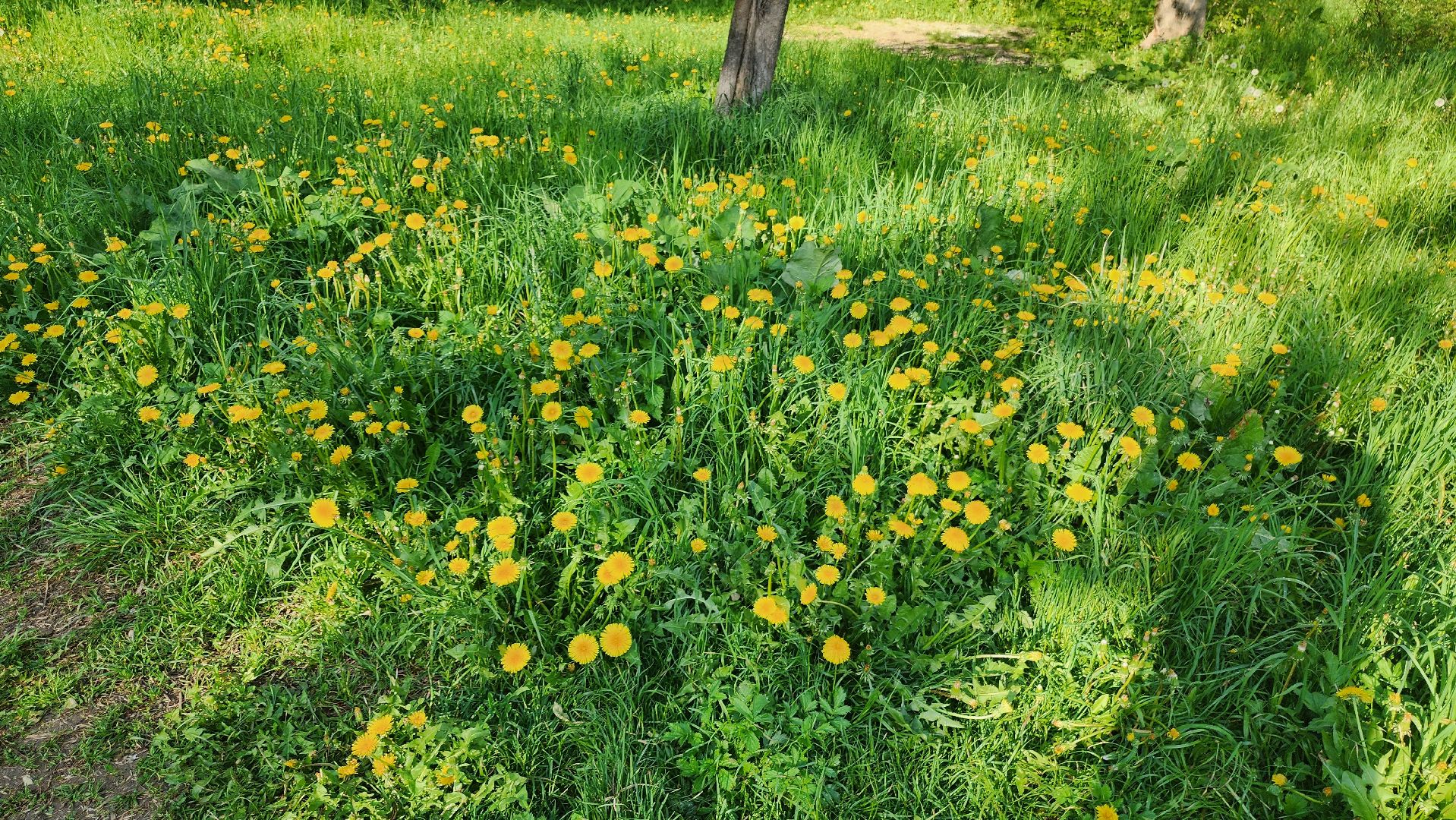 долгопрудный, благоустровйство, народные тропы, дорожки, поребрик, Дунькина деревня,