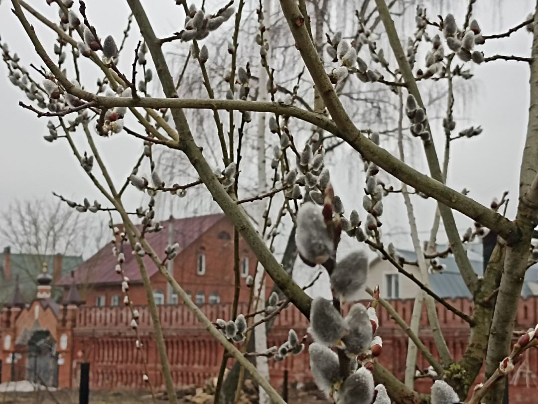 Серпухов, верба, весна