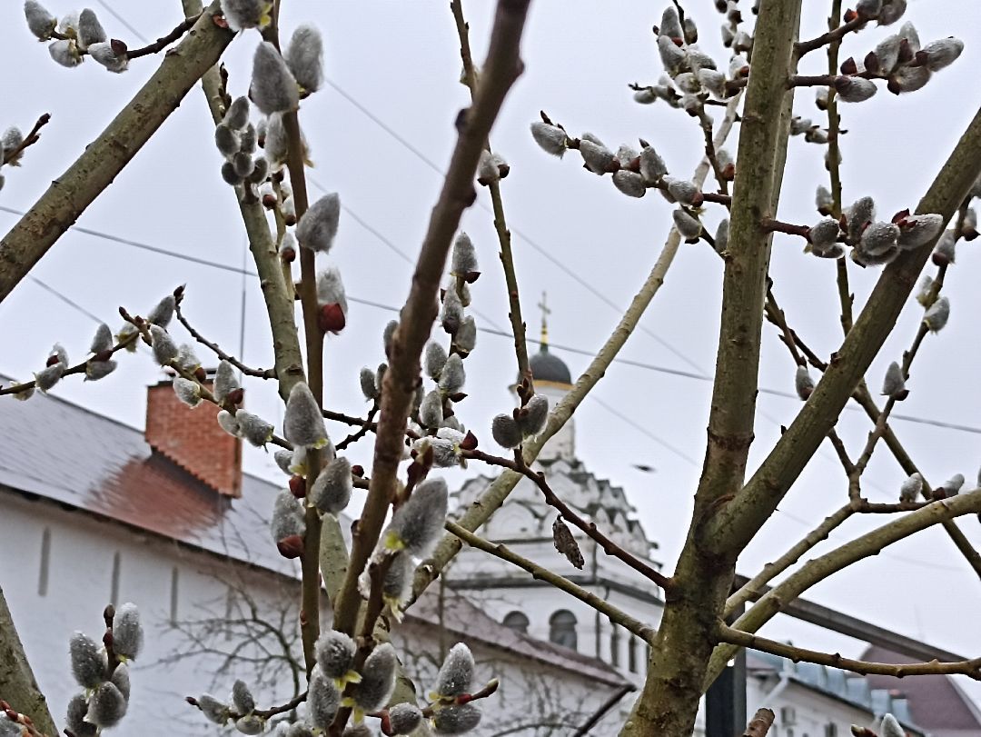 Серпухов, верба, весна