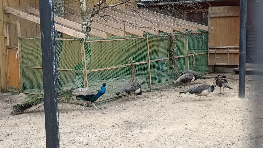 Серпухов, павлины, весна