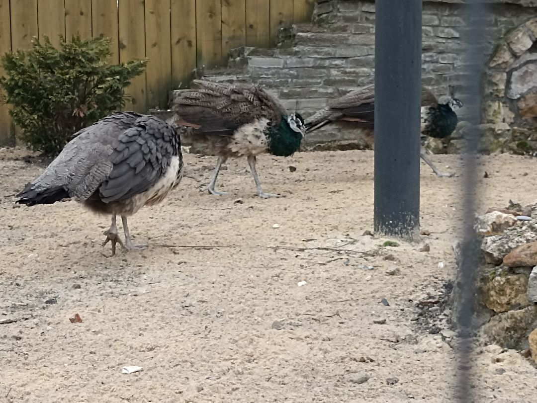 Серпухов, павлины, весна