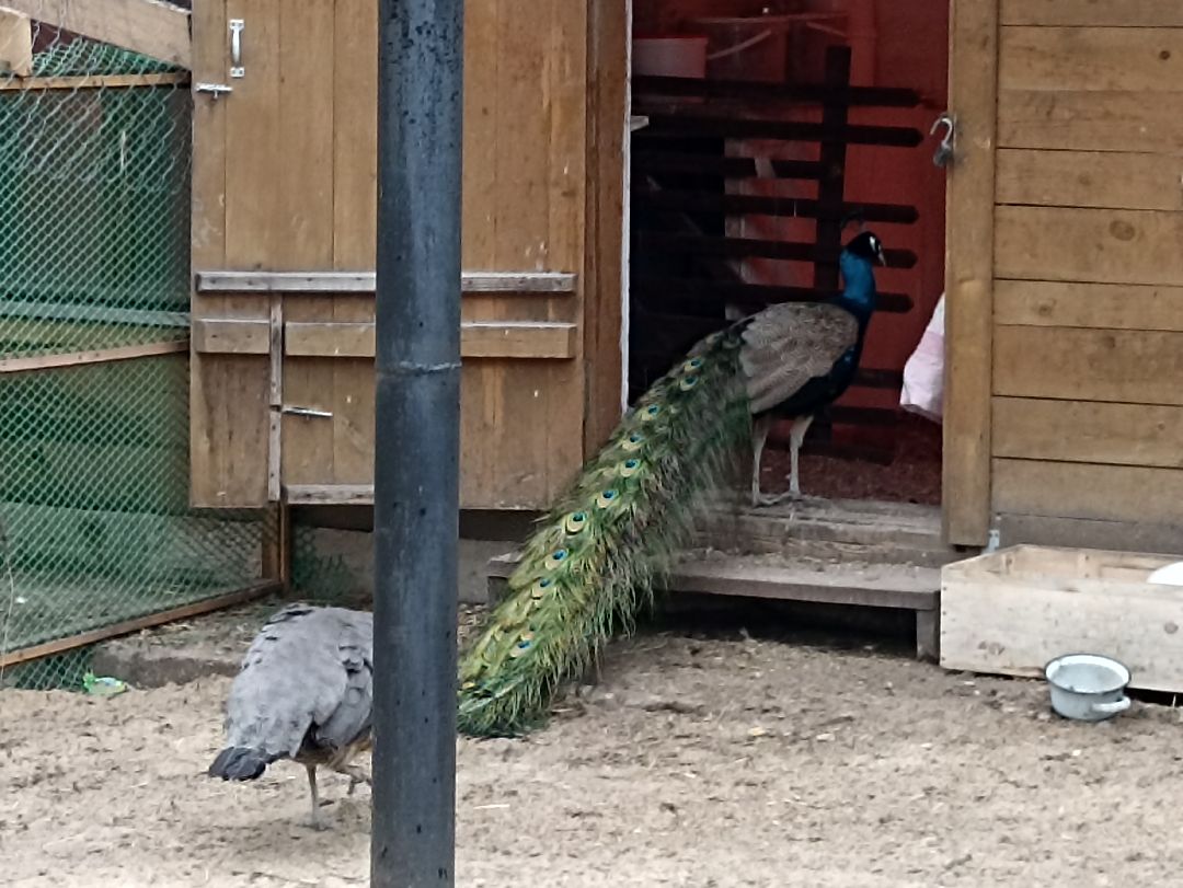 Серпухов, павлины, весна