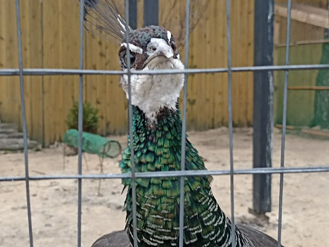 Серпухов, павлины, весна