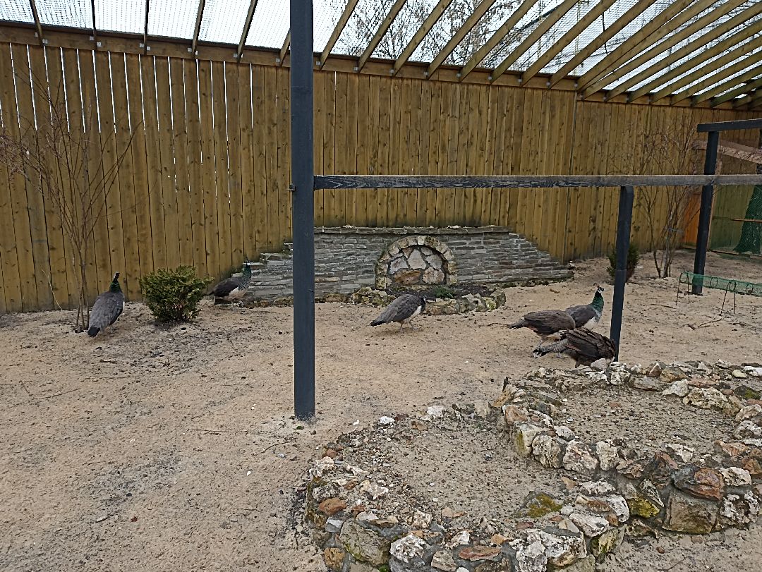 Серпухов, павлины, весна