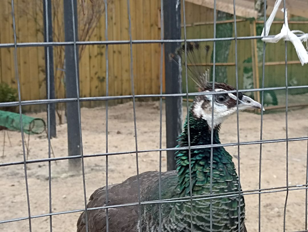 Серпухов, павлины, весна