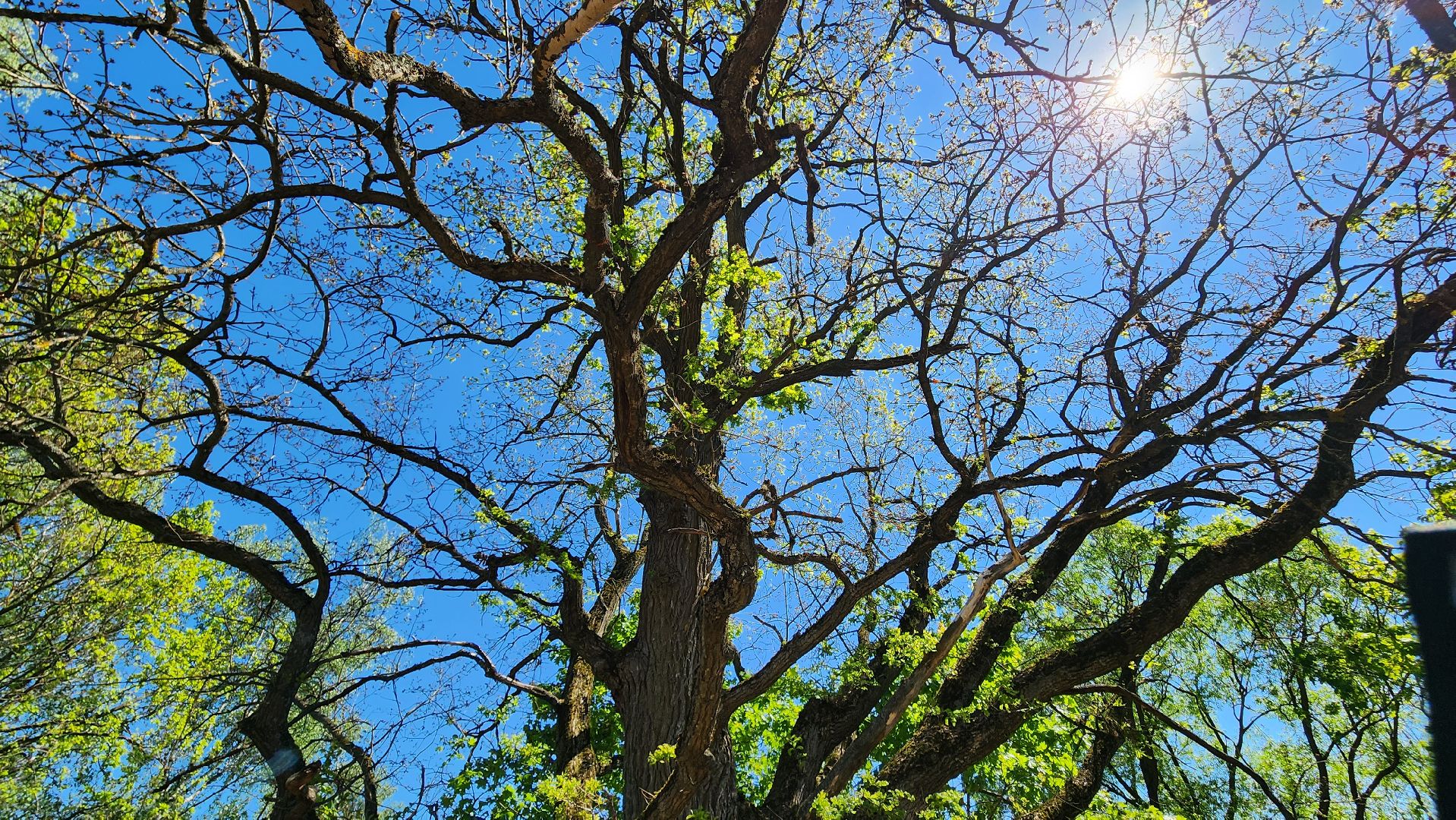 история, экология, дерево, краеведение,