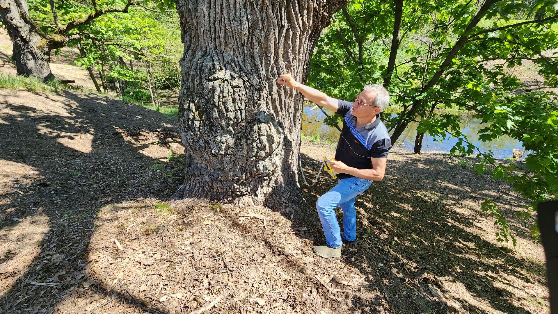 история, экология, дерево, краеведение,